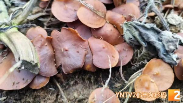 又见野生菌中毒！这个季节有种菌子刚好成熟，云南一男子采回来吃，结果……