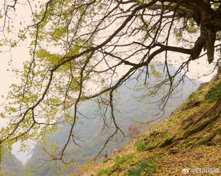 四川一古银杏美了2200多年