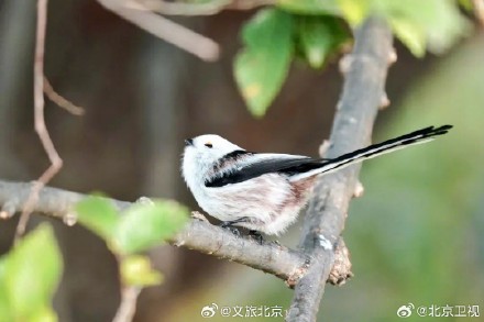 网红萌鸟今冬现身北京