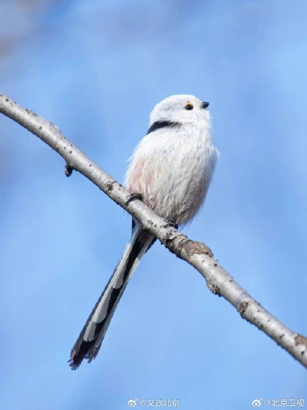 网红萌鸟今冬现身北京