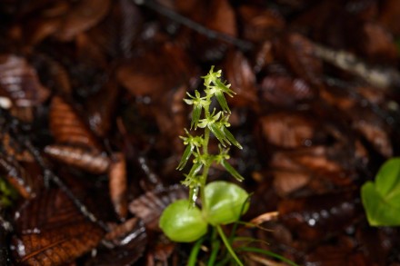 新物种+6!我国发现6个兰科植物新种 新物种+6!我国发现6个兰科植物新种