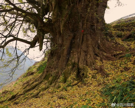 四川一古银杏美了2200多年