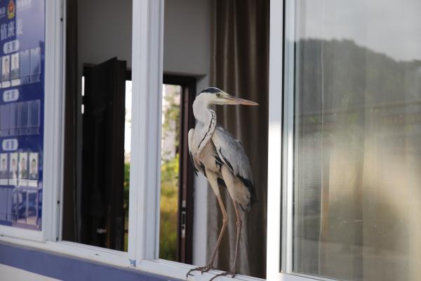 苍鹭受伤被三名中学生救起送民警,养伤时悠哉闲逛派出所 苍鹭受伤被三名中学生救起送民警,养伤时悠哉闲逛派出所