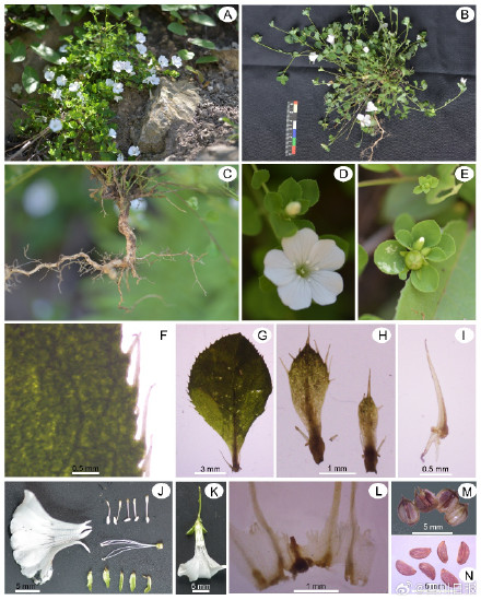 全球仅四川发现！四川发现野生植物新种美姑青篱柴