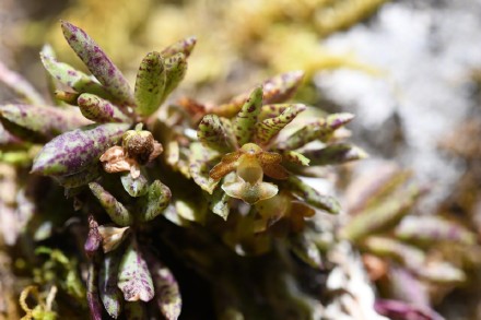 新物种+6!我国发现6个兰科植物新种 新物种+6!我国发现6个兰科植物新种