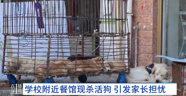 餐馆当街杀活狗！叫声惨烈！过路居民直呼受不了...