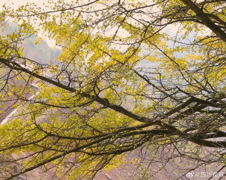 四川一古银杏美了2200多年