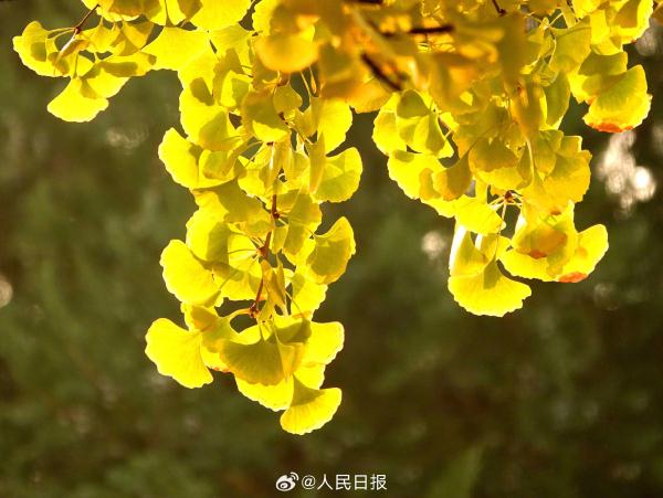 北京：钓鱼台银杏大道进入最佳观赏期