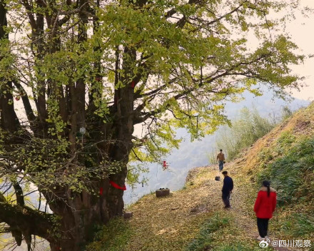 四川一古银杏美了2200多年