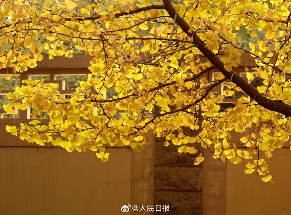北京：钓鱼台银杏大道进入最佳观赏期