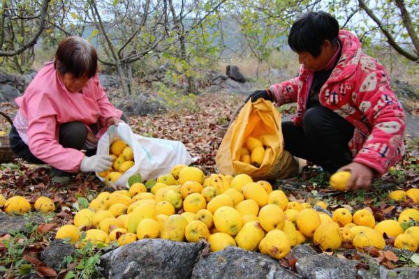 湖北郧阳:初冬木瓜飘香 湖北郧阳:初冬木瓜飘香