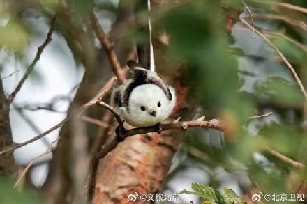 网红萌鸟今冬现身北京