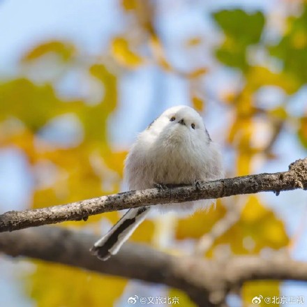 网红萌鸟今冬现身北京