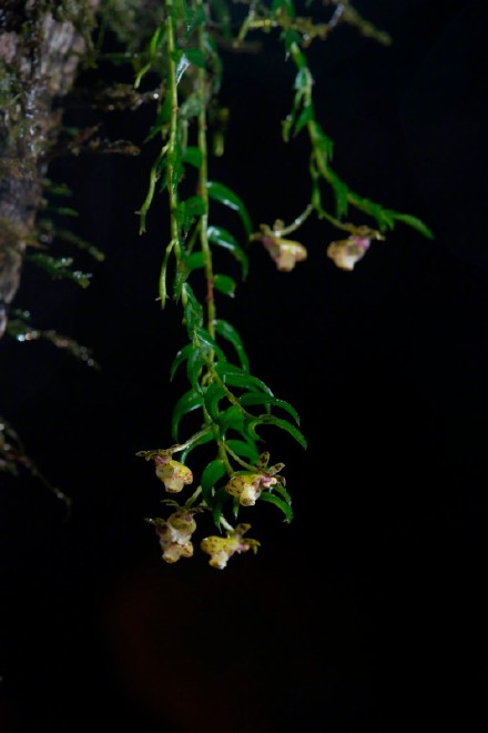 新物种+6!我国发现6个兰科植物新种 新物种+6!我国发现6个兰科植物新种