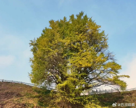 四川一古银杏美了2200多年