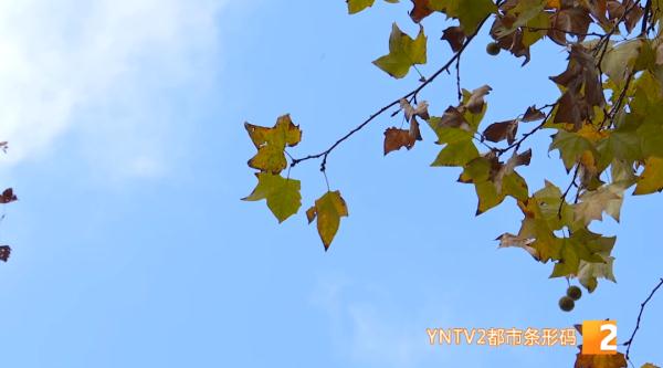 小雪至，北方多地大雪纷飞，云南蓝持续刷屏！未来天气……