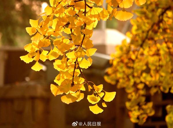 北京：钓鱼台银杏大道进入最佳观赏期