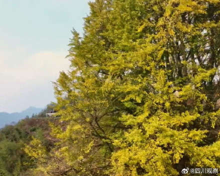 四川一古银杏美了2200多年