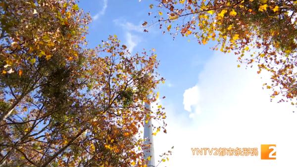 小雪至，北方多地大雪纷飞，云南蓝持续刷屏！未来天气……