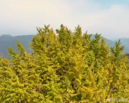 四川一古银杏美了2200多年