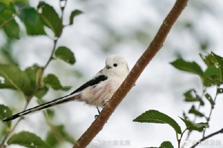 网红萌鸟今冬现身北京