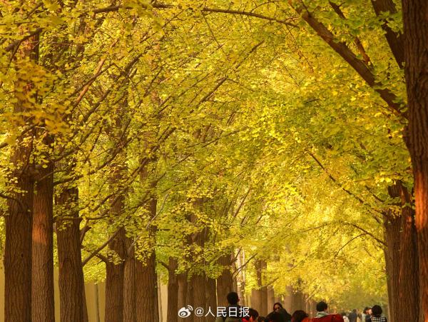 北京：钓鱼台银杏大道进入最佳观赏期