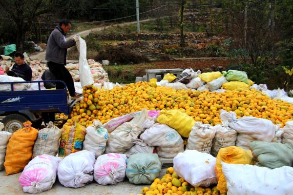 湖北郧阳:初冬木瓜飘香 湖北郧阳:初冬木瓜飘香