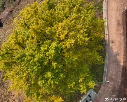 四川一古银杏美了2200多年