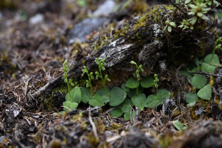 新物种+6!我国发现6个兰科植物新种 新物种+6!我国发现6个兰科植物新种