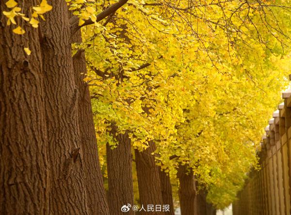 北京：钓鱼台银杏大道进入最佳观赏期