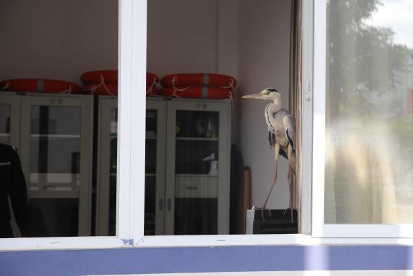 苍鹭受伤被三名中学生救起送民警,养伤时悠哉闲逛派出所 苍鹭受伤被三名中学生救起送民警,养伤时悠哉闲逛派出所