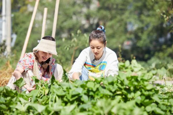 Ma Tianyu Wang Continental is a guest of "Our Good Life", and all staff go to the ground to do farm work and have a lot of fun