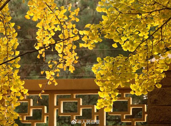 北京：钓鱼台银杏大道进入最佳观赏期