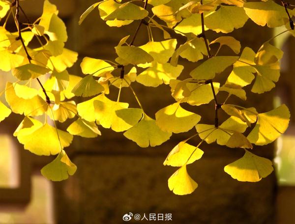 北京：钓鱼台银杏大道进入最佳观赏期
