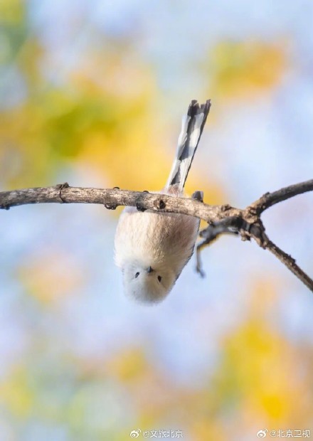 网红萌鸟今冬现身北京