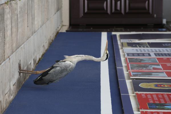 苍鹭受伤被三名中学生救起送民警,养伤时悠哉闲逛派出所 苍鹭受伤被三名中学生救起送民警,养伤时悠哉闲逛派出所