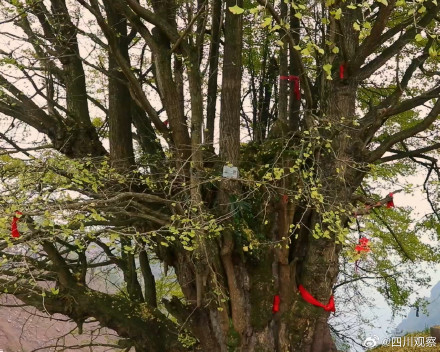 四川一古银杏美了2200多年