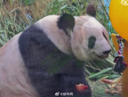 丫丫也交到小鸟朋友了