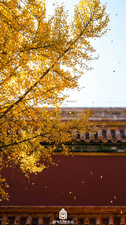 转存大图！故宫下起了银杏雨