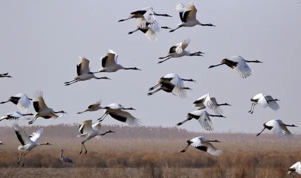 是谁在从北极飞到南极啊? 是谁在从北极飞到南极啊?