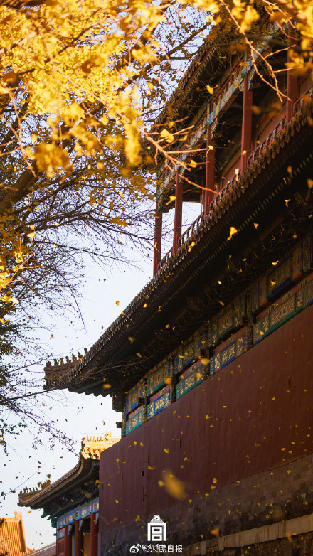 转存大图！故宫下起了银杏雨