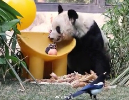 丫丫也交到小鸟朋友了