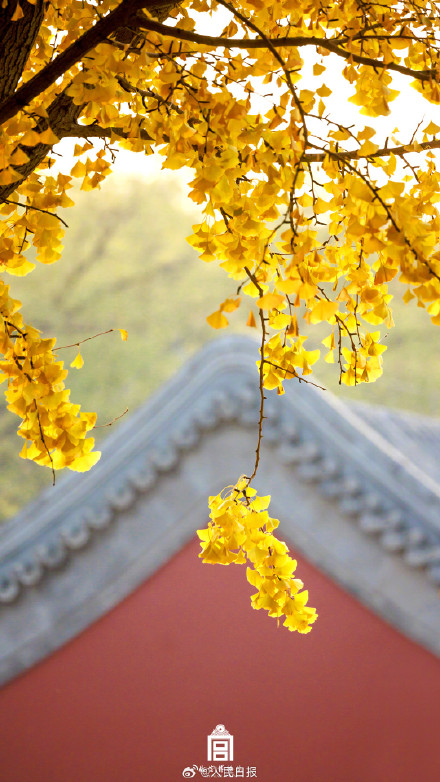 转存大图！故宫下起了银杏雨