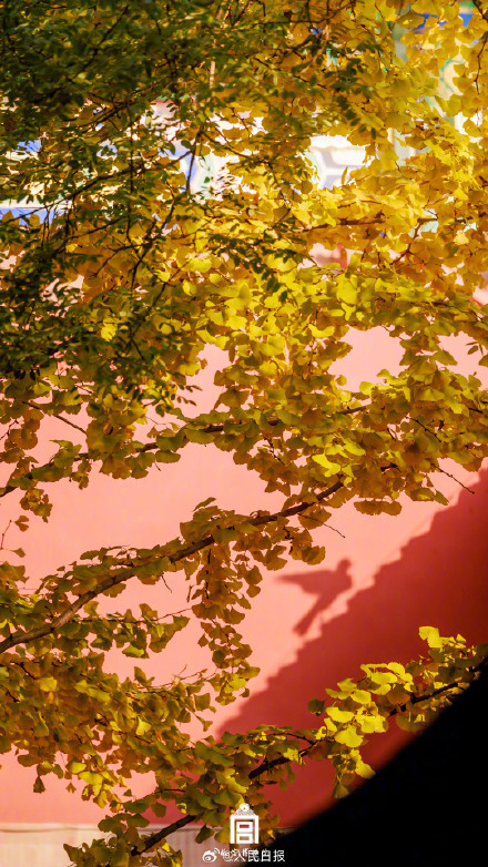 转存大图！故宫下起了银杏雨