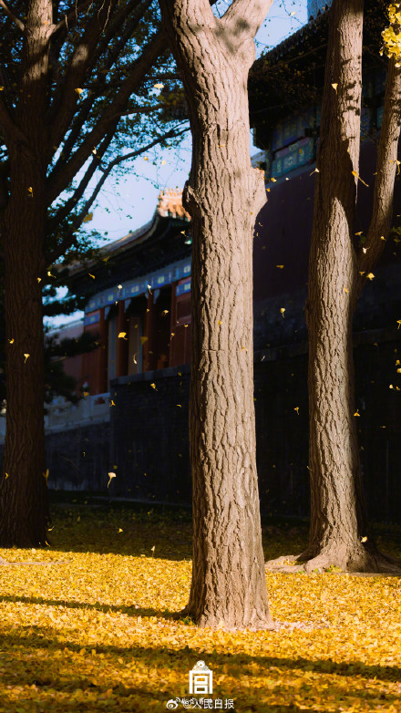转存大图！故宫下起了银杏雨