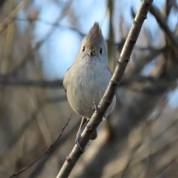 是谁在从北极飞到南极啊? 是谁在从北极飞到南极啊?