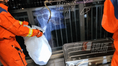 下班回到家，屋内惊现6条蛇！原因竟是...