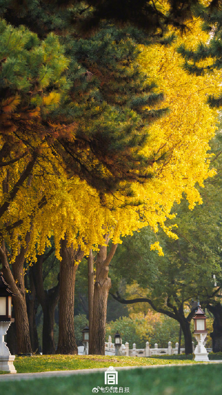 转存大图！故宫下起了银杏雨