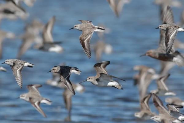 是谁在从北极飞到南极啊? 是谁在从北极飞到南极啊?