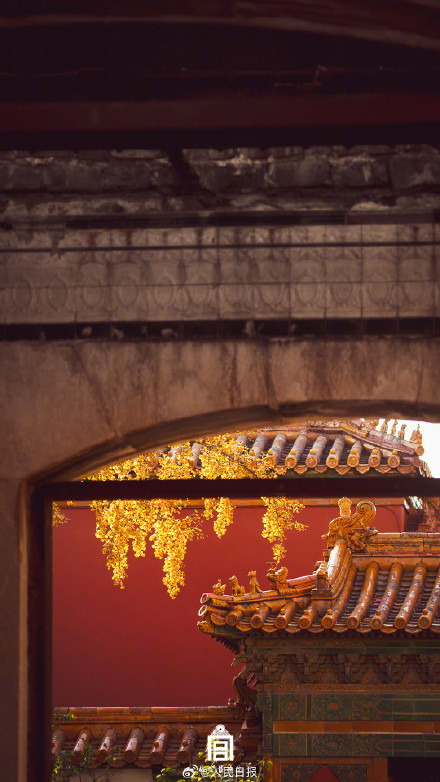 转存大图！故宫下起了银杏雨